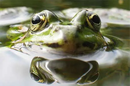 frog image
